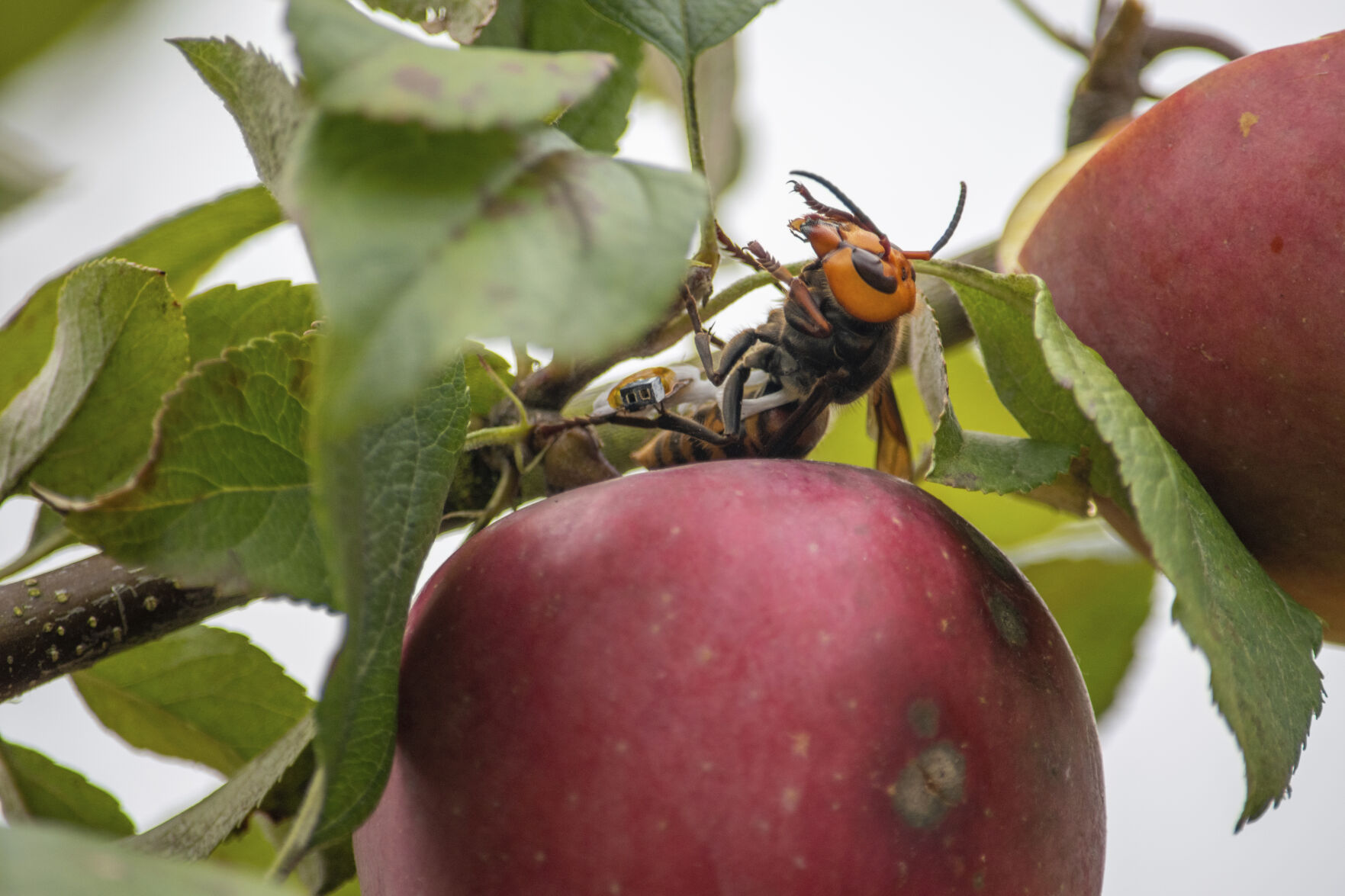 Asian hornet